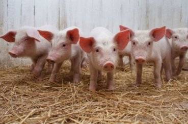 Основные породы свиней в россии и их классификации