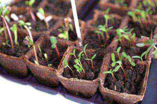 Как вырастить свеклу, когда сажать семена