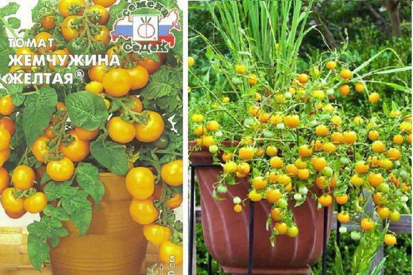 Описание сорта томатов Жемчужина желтая и особенности выращивания