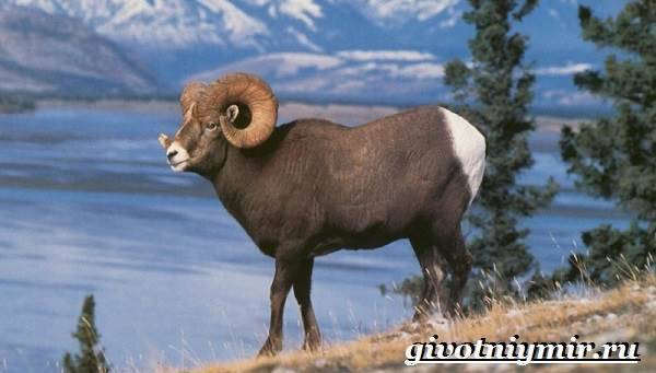 Алтайский горный баран