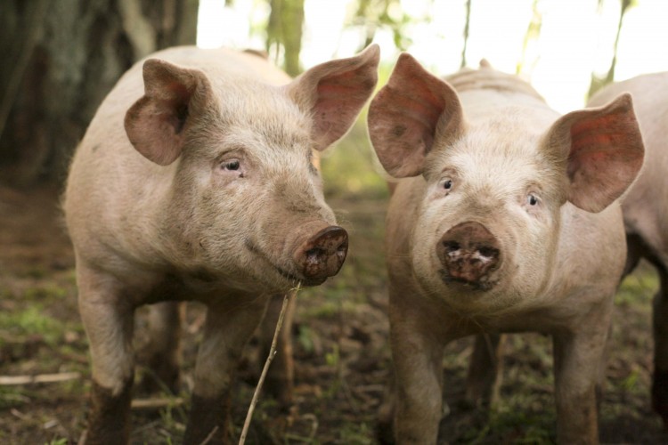 Методы скрещивания фермерских свиней