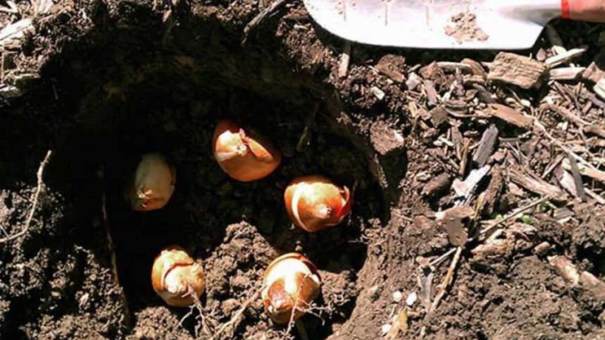 Три способа хранения луковиц тюльпанов до посадки