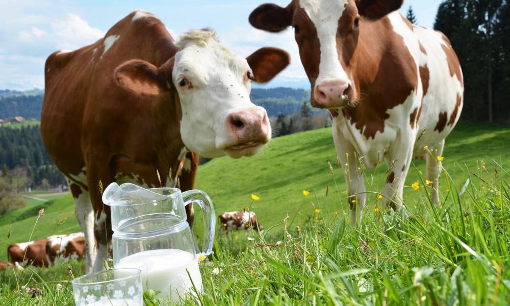 Причины появления молока с кровью у коров