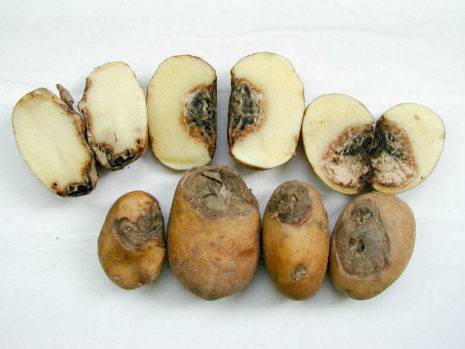 Описание, причины и лечение фузариоза картофеля, меры борьбы