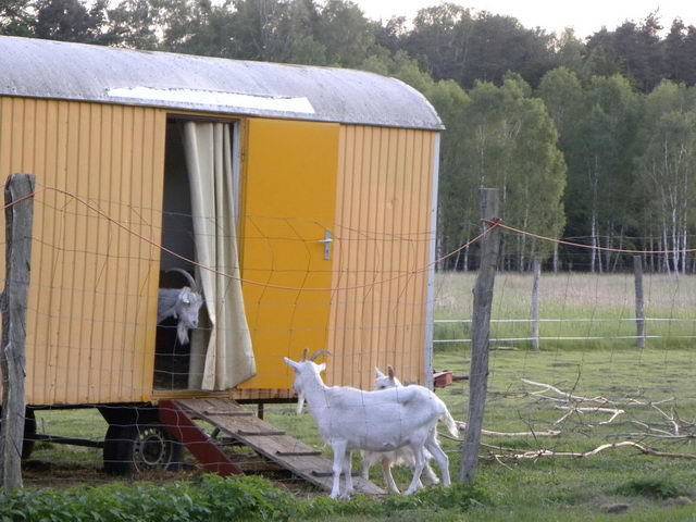 Инструкция по созданию кормушки для коз своими руками