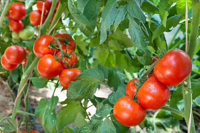 Описание томата диетический здоровяк, выращивание и урожайность сорта