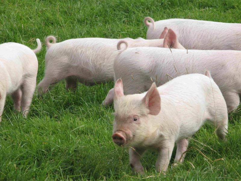Происхождение и эволюция свиньи