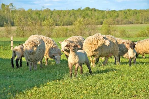 Дозировка и инструкция по применению ивермека для овец, когда нужно колоть