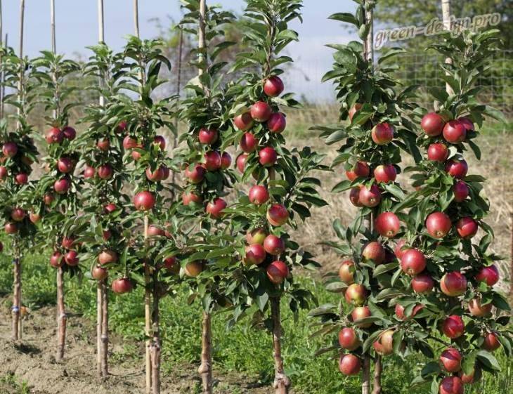 Колоновидные яблони — особенности и лучшие сорта