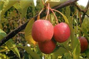 О яблоне уралец, описание, характеристики, агротехника выращивания