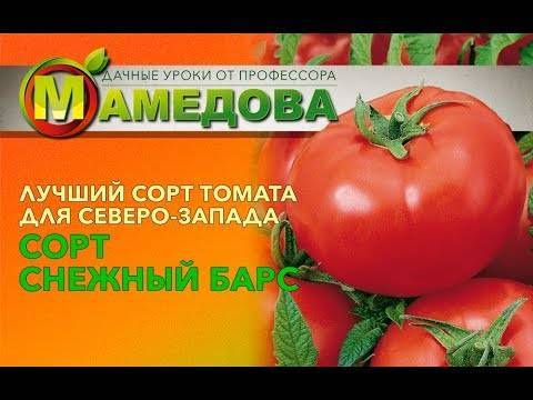 Характеристика сорта томата снежный барс, его урожайность