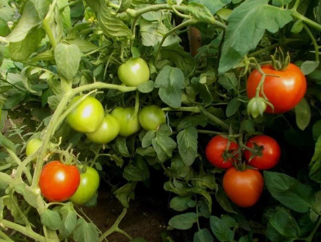 Характеристика и описание сорта томата Санька, его урожайность и выращивание