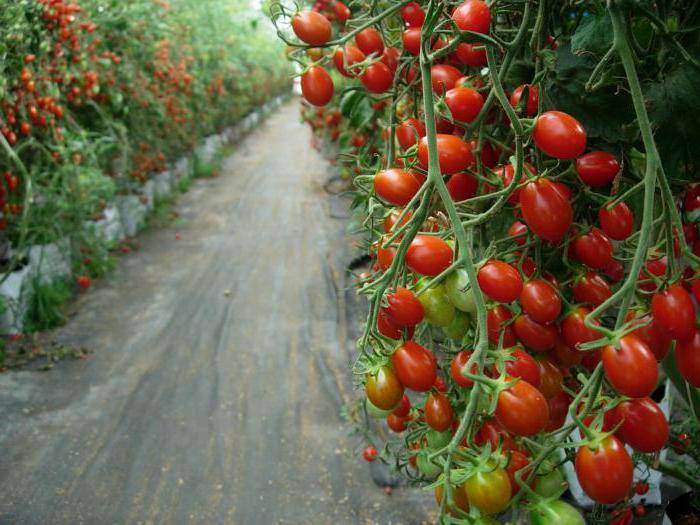 Как выращивать томаты сорта спрут?