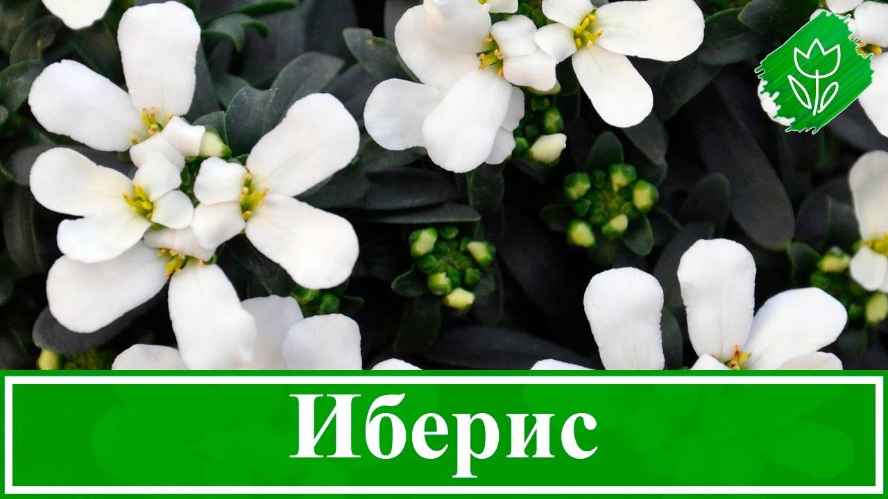 Перечник или иберис многолетний: посадка и уход, фото пушистого кустарника, выращивание растения с нежными маленькими цветками и приятным запахом