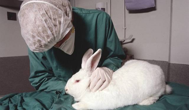 Прививки кроликам от миксоматоза и вгбк: когда делать, дозировка