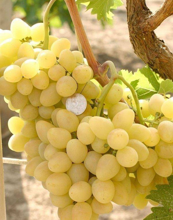 Виноград аркадия — особенности сорта, посадка  и уход