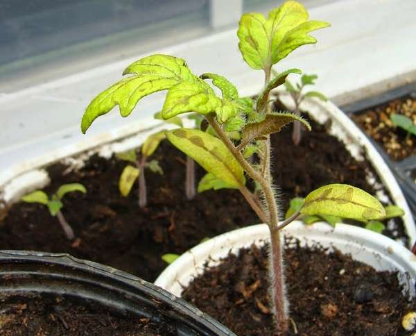 Рецепты выращивания помидоров после пикировки, возможные проблемы и пути их решения