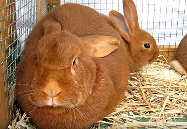 Характеристики кролика карликовый баран и правила его содержания