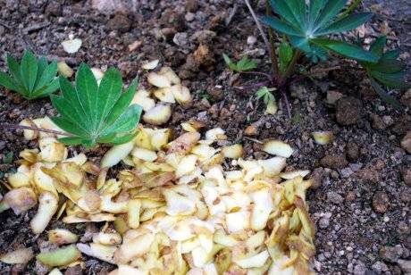 Практика использования картофельных очисток в компосте и для подкормки растений