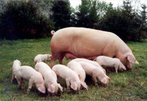 Принцип искусственного осеменения свиней