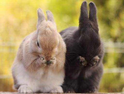 Кролик не ест и не пьет: что делать, частые причины и как их избежать