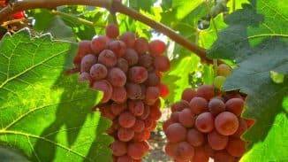 Виноград — как сажать и ухаживать в открытый грунт, посадка и уход для новичков