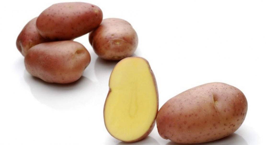 Выращивание раннего картофеля в различных регионах россии
