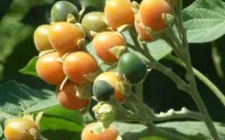 Томат фиделио — описание сорта, отзывы, урожайность