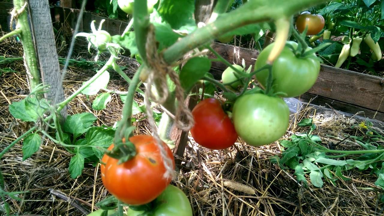 Лучшие сорта помидоров для Вологодской области