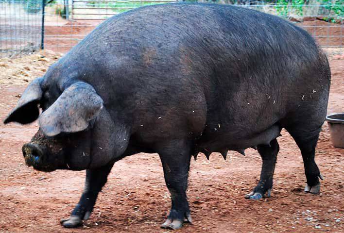 Описание и характеристики пород черных свиней, преимущества и недостатки