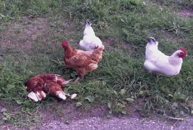 От чего умирают цыплята?