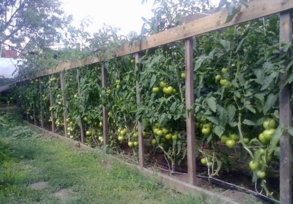 Выращивание помидоров в теплице: как подвязывать правильно? описание, фото и пошаговое видео