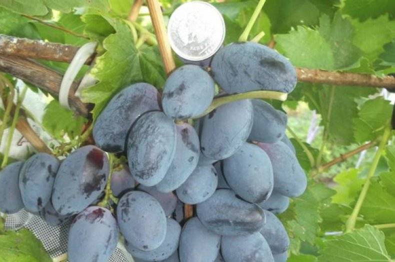 Описание сорта винограда фурор – когда размер имеет значение