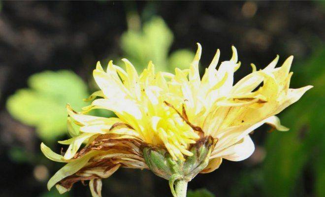 Как защитить хризантемы от болезней и вредителей