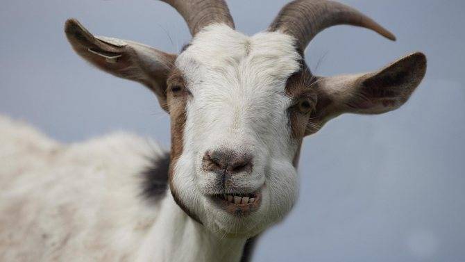 Витамины для коз: особенности рациона в соответствии с рекомендациями специалистов