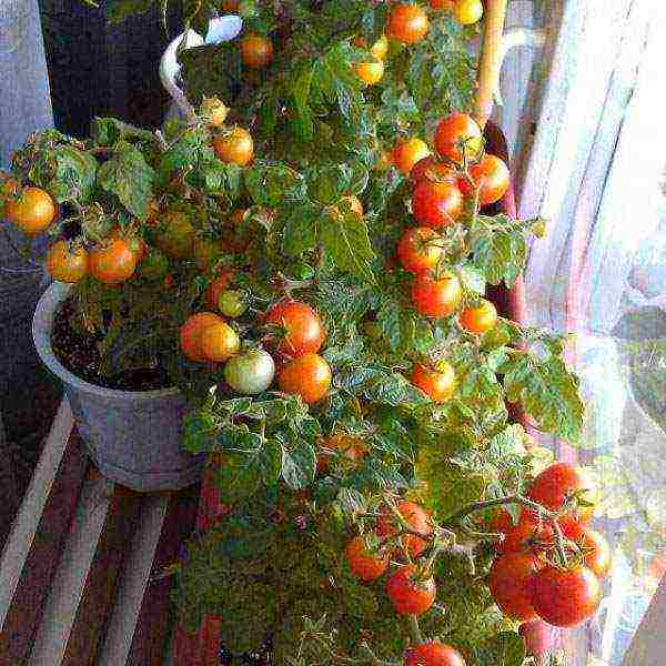 Помидорное дерево «спрут черри» f1: тонкости выращивания многолетнего томата с русским характером