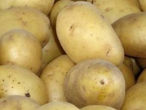 Раннеспелый столовый сорт картофеля «колетте», который плодоносит дважды в сезон
