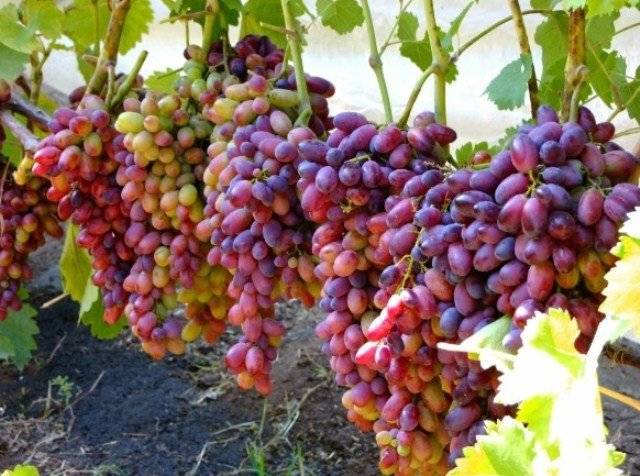 Описание сорта винограда Тимур и характеристика выращивания и ухода