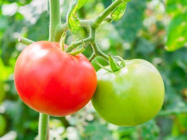 Описание сорта томата черри красный, его характеристика и урожайность