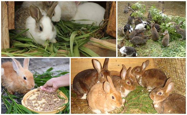 Чем лучше кормить кроликов для быстрого роста и веса, ТОП 5 стимуляторов