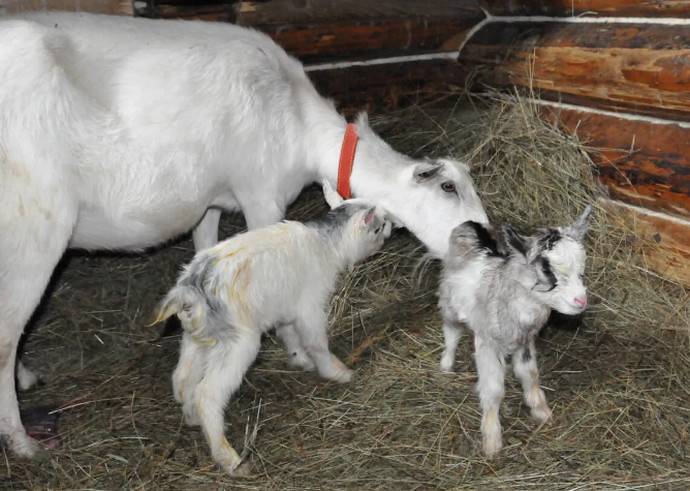 Отек вымени у козы после родов: что делать и причины, правила лечения