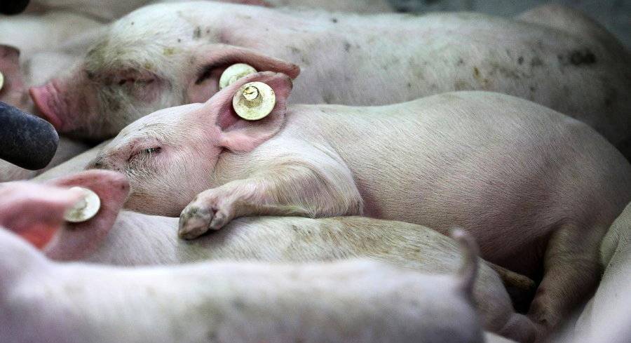 Опасность африканской чумы свиней для человека