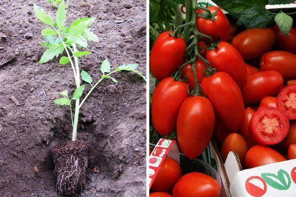 Томат рома vf: описание сорта, отзывы об урожайности помидоров, фото куста
