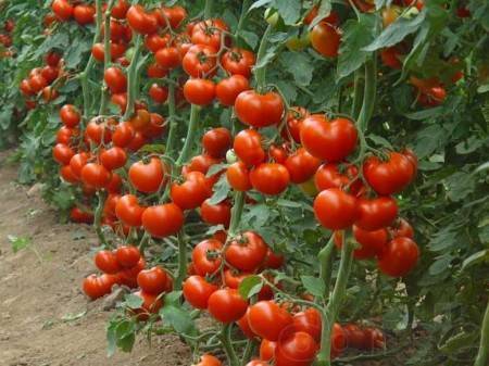 Когда сажать помидоры на рассаду в 2020 году, чтобы получить богатый урожай