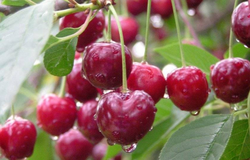 19 лучших сортов вишни для урала — какие лучше садить, отзывы
