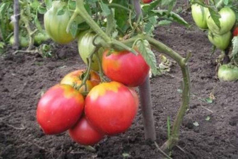 Описание среднеспелого томата царь колокол и правила культивирования сорта