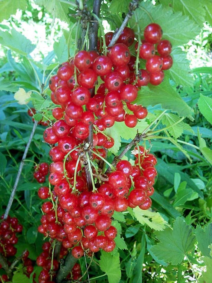 Красная смородина розита – яркие и полезные ягоды в вашем саду