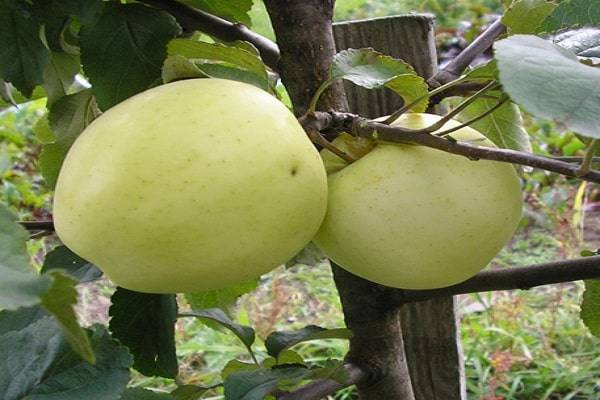 Описание сорта яблонь Россиянка, характеристики зимостойкости и урожайность