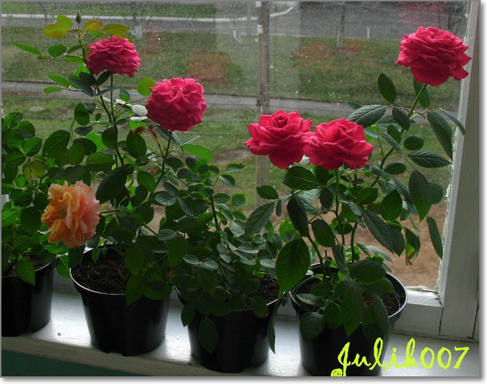 Комнатная роза: уход в домашних условиях и способы размножения