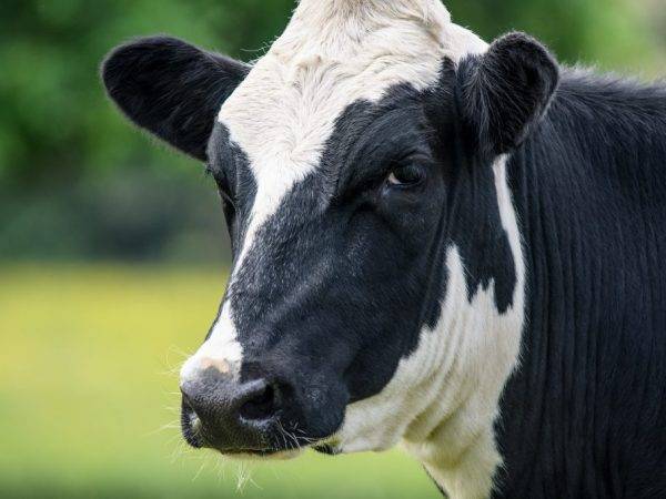 Мифы о пользе и вреде козьего молока